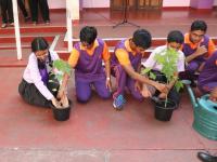 Environment Day Tree Planting