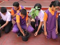 Environment Day Tree Planting