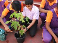 Environment Day Tree Planting